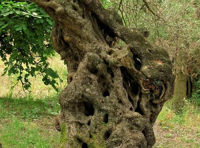 Menecrates Rustic - San Matteo Ágios Matthaíos