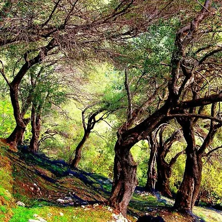 公寓 Menecrates Rustic - San Matteo *